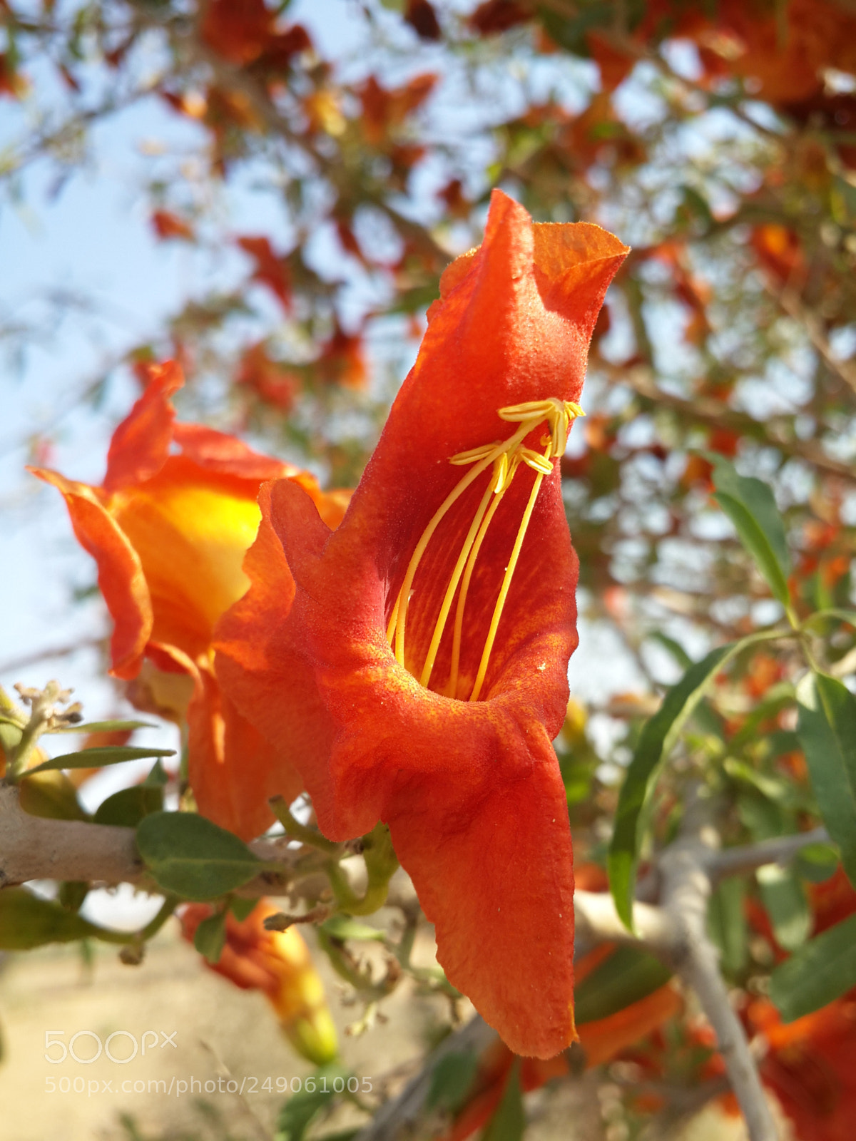 Samsung Galaxy S4 sample photo. Rohira flower photography