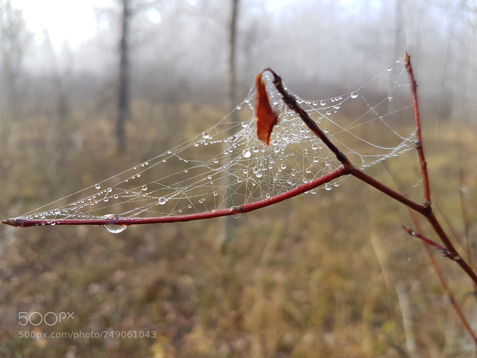 Samsung Galaxy S7 sample photo. Spider dew photography