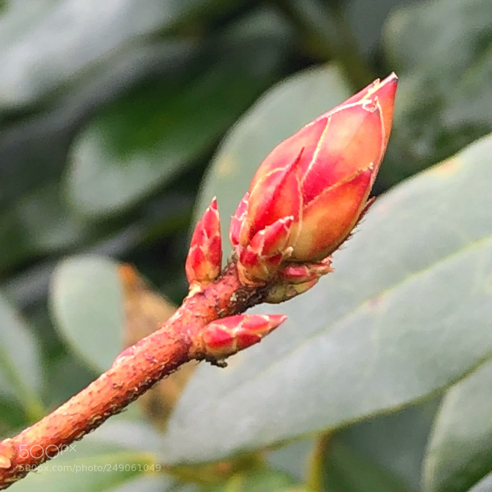 Apple iPhone 8 Plus sample photo. #helleajensen#closeupphotography #springinmarch #r ... photography