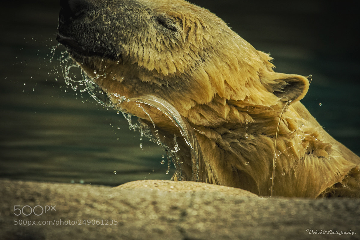 Nikon D500 sample photo. Art of a polar photography