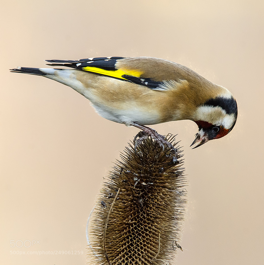 Nikon D7000 sample photo. Goldfinch on teasel photography
