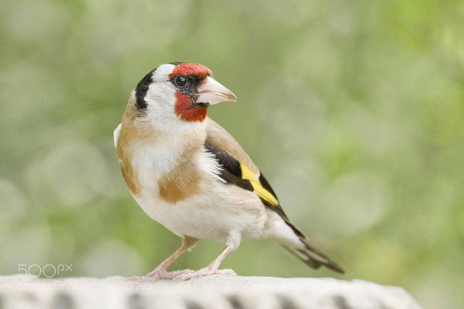 Olympus OM-D E-M1 Mark II sample photo. Goldfinch photography