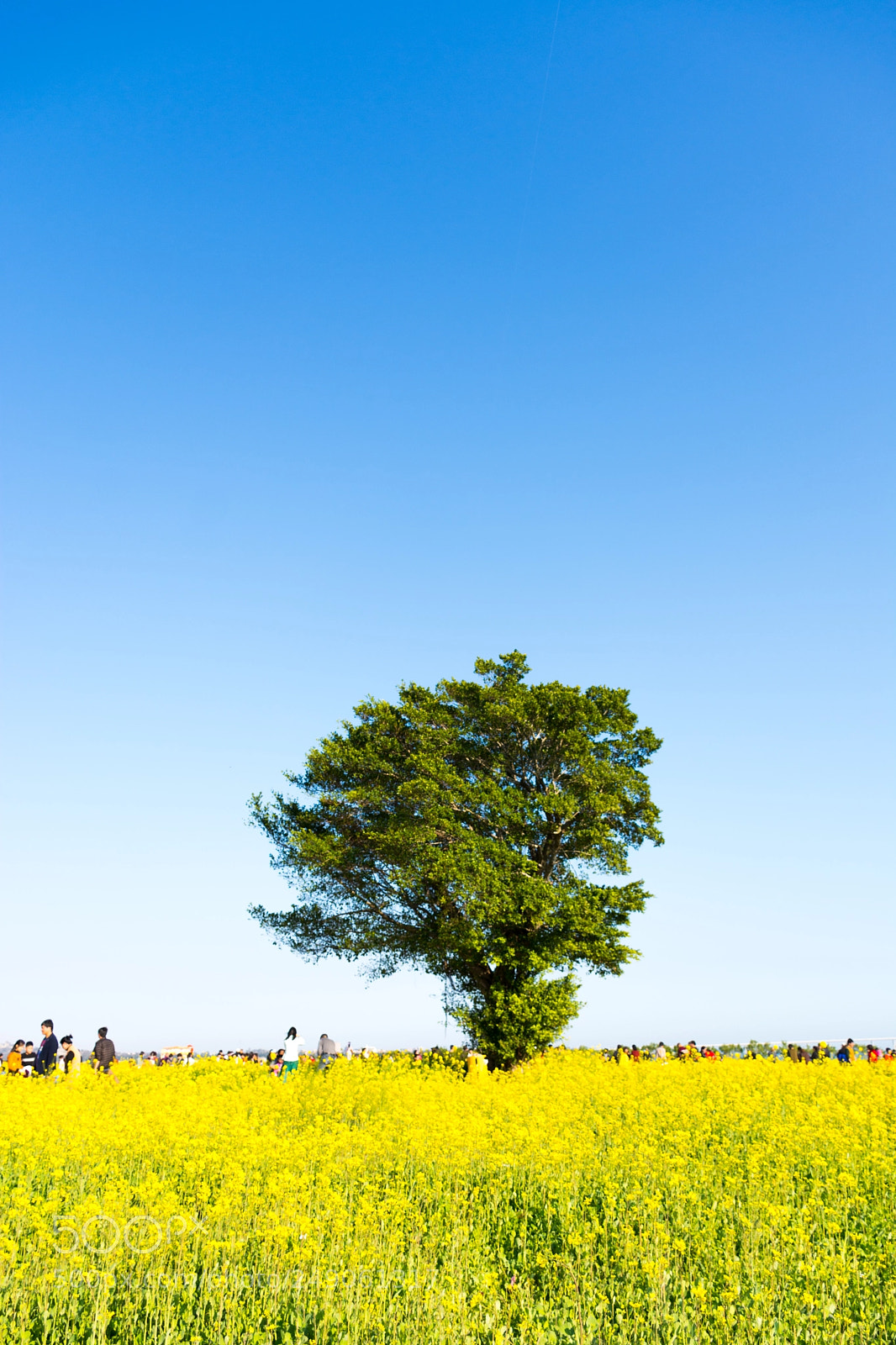 Nikon D7100 sample photo. 油菜花 photography