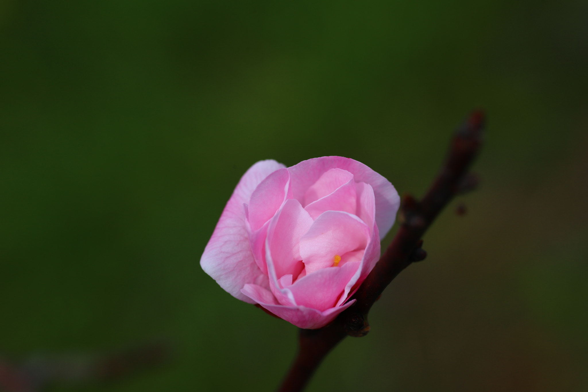 Voigtlander APO-Lanthar 90mm f/3.5 SLII Close Focus sample photo. When it blossoms photography