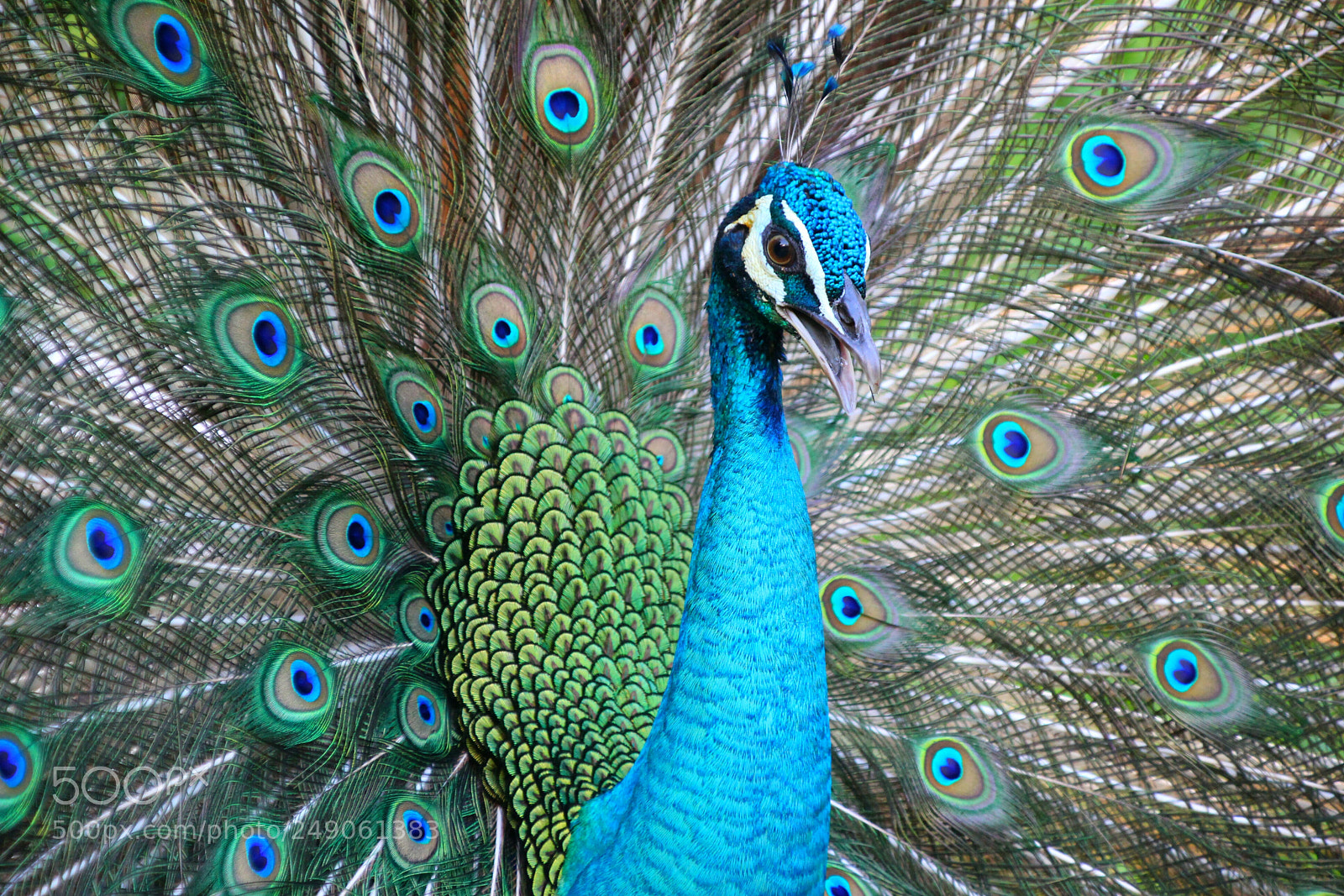 Canon EOS 100D (EOS Rebel SL1 / EOS Kiss X7) sample photo. Peacock photography