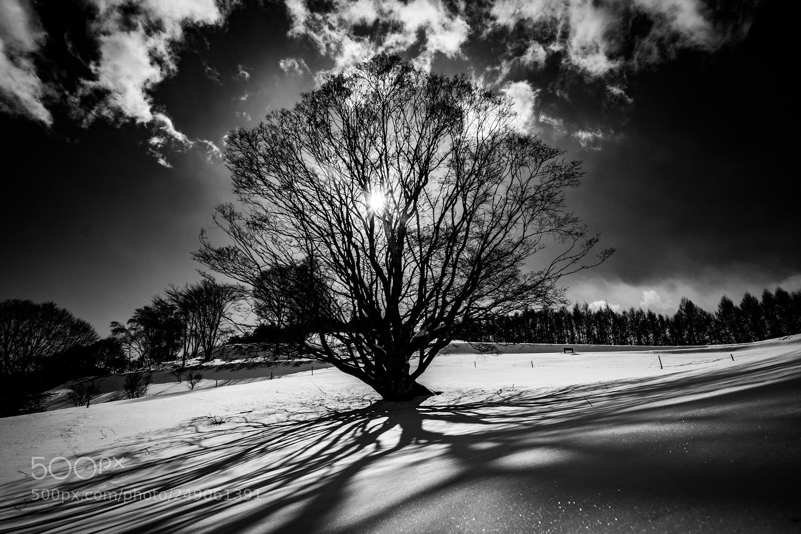 Nikon D5300 sample photo. Burning tree photography