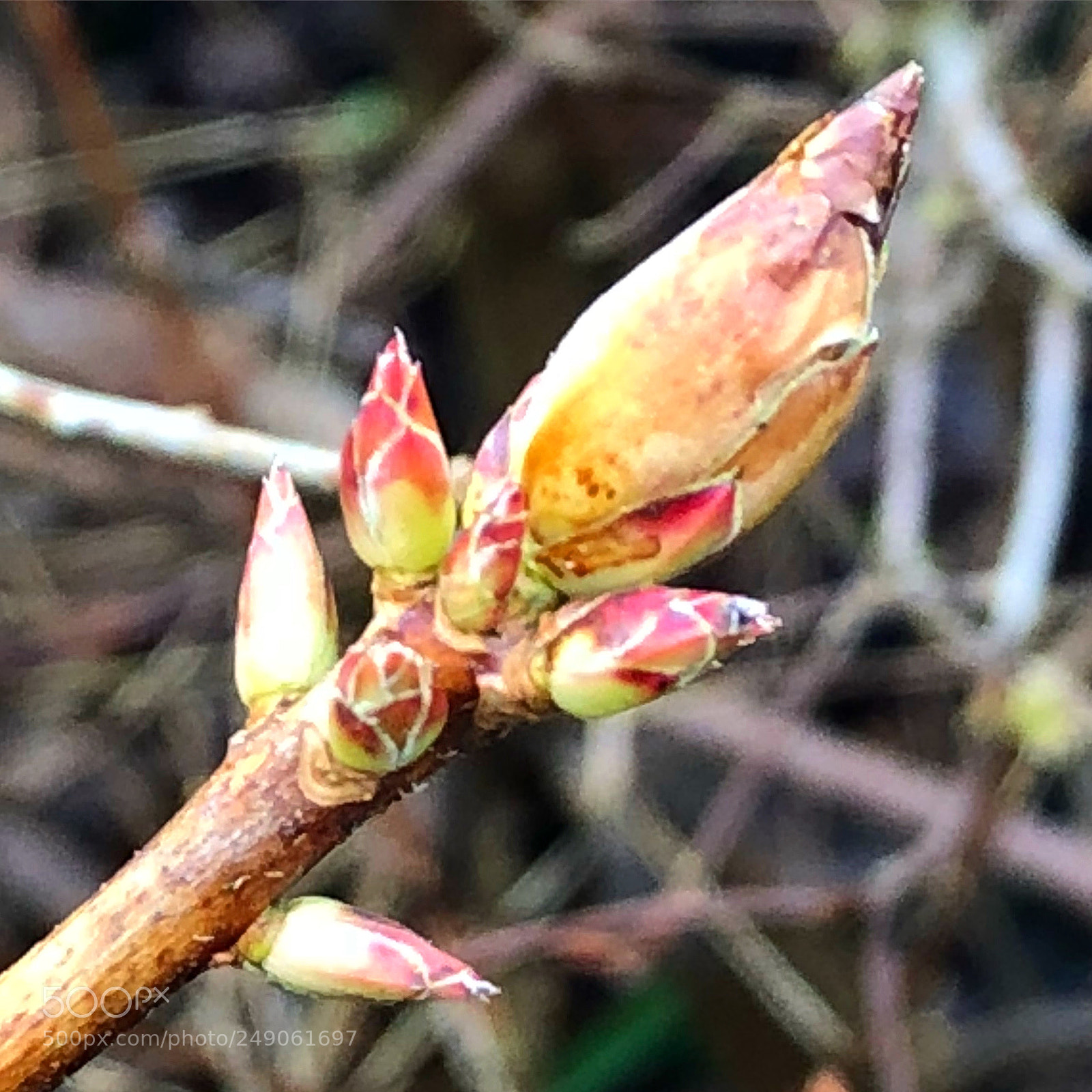 Apple iPhone 8 Plus sample photo. #helleajensen#closeupphotography #springinmarch #r ... photography