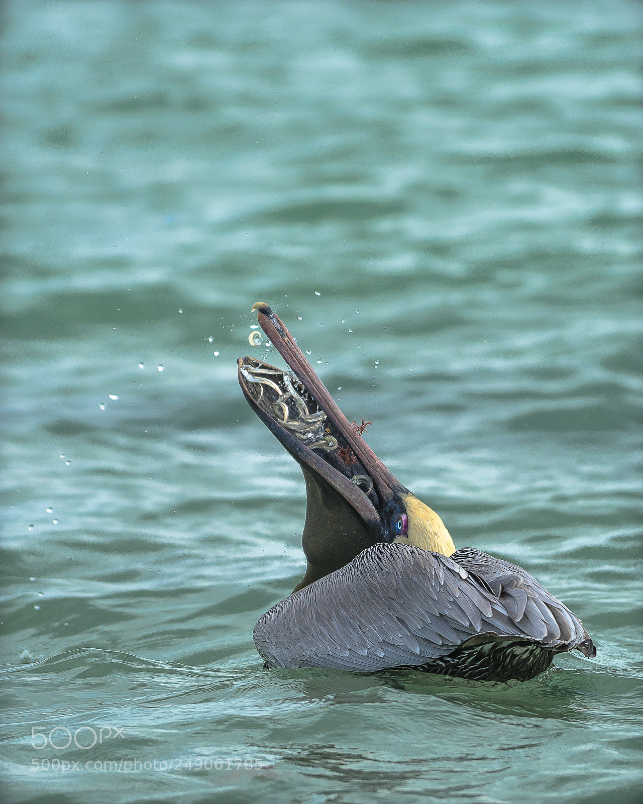 Sony a7 sample photo. Delicious and nutritious fish photography