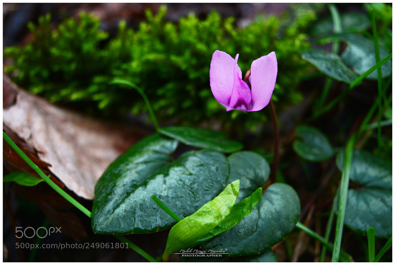 Nikon D5200 sample photo. Vanooshe photography