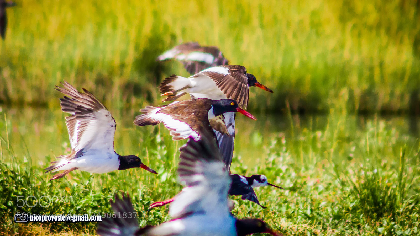 Canon EOS 7D sample photo. Vuelo photography
