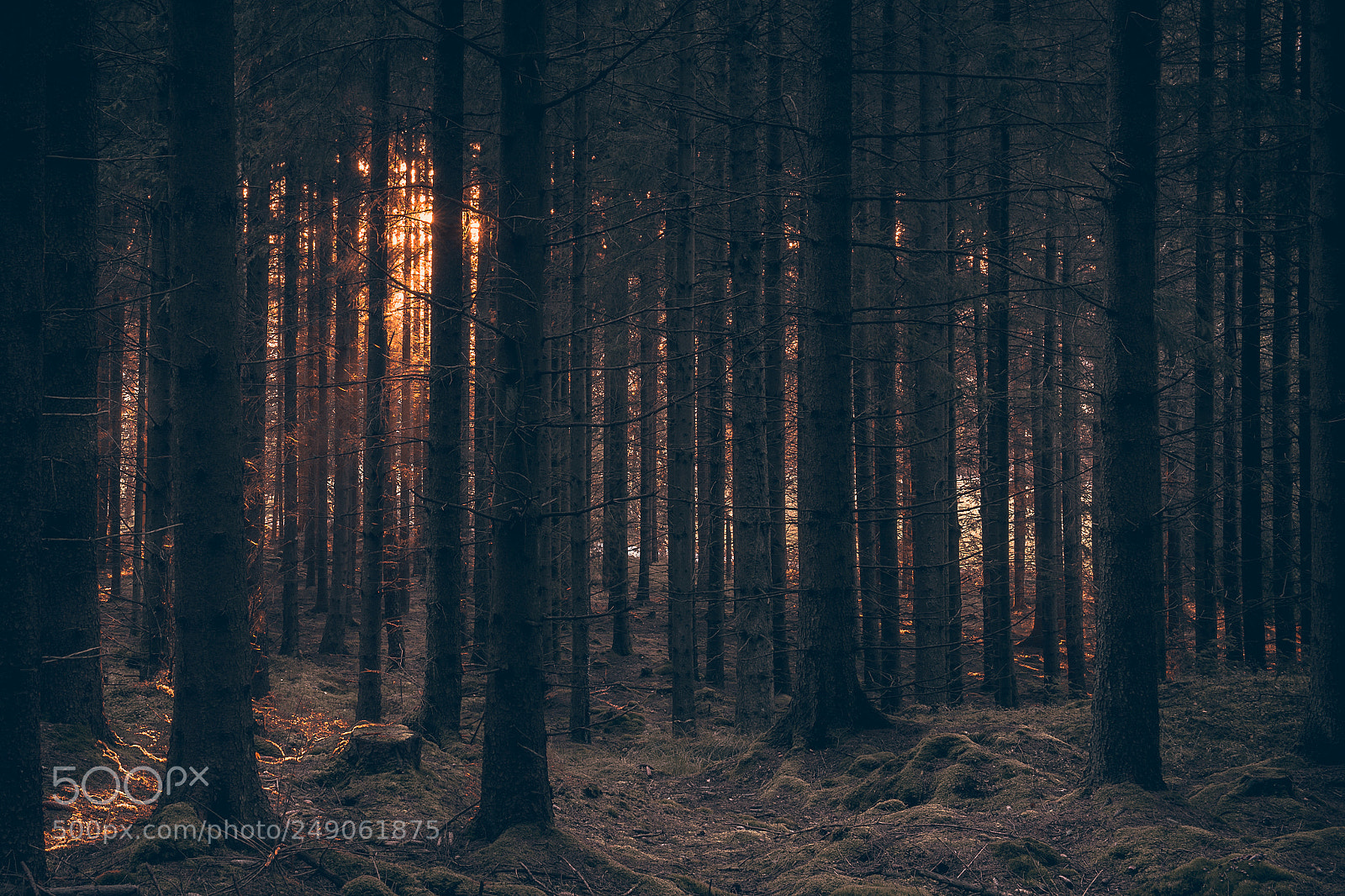 Nikon D600 sample photo. Trolltyg i tomteskogen (landscape) photography