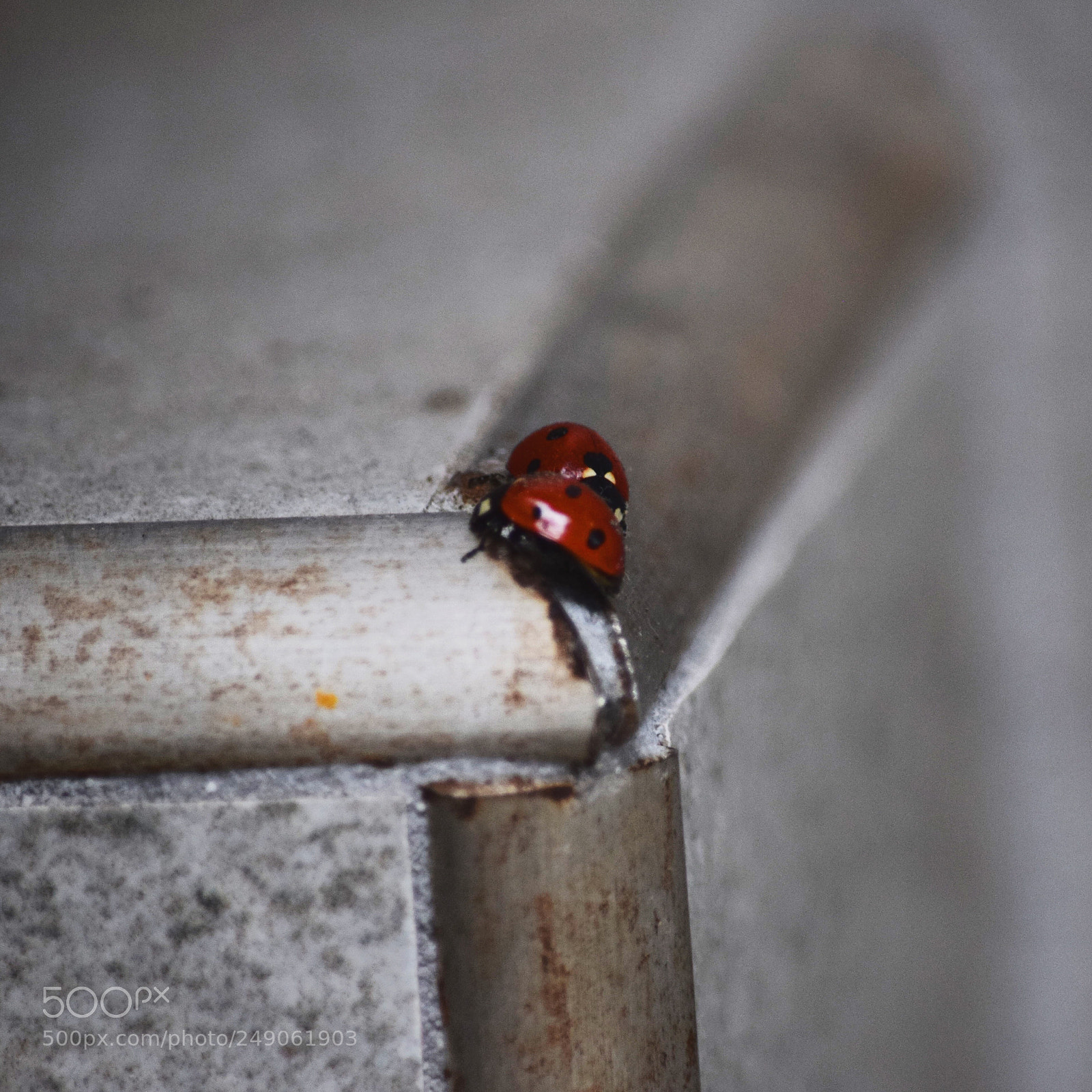Nikon D3300 sample photo. Lovebugs photography