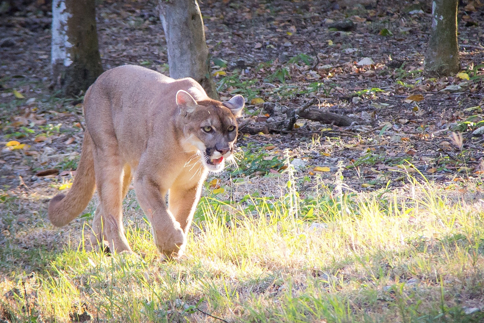 Canon EOS 700D (EOS Rebel T5i / EOS Kiss X7i) sample photo. Puma photography