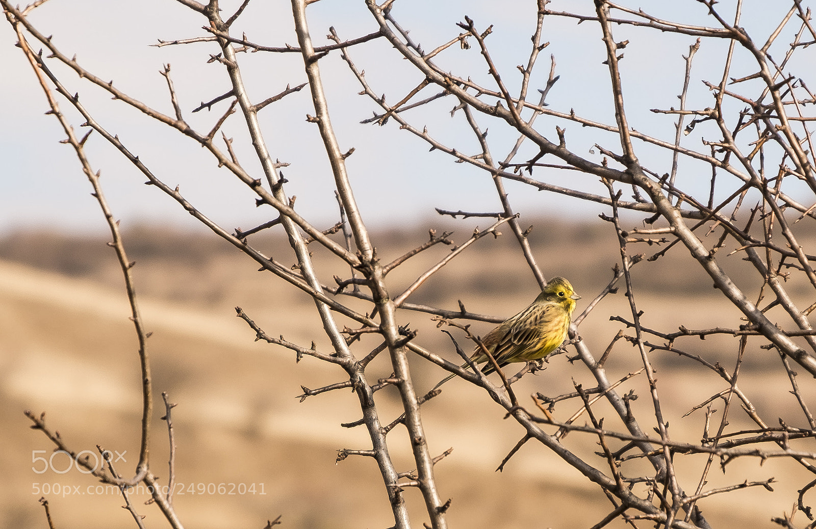 Fujifilm X-Pro1 sample photo. Yellowhammer (emberiza citrinella) photography
