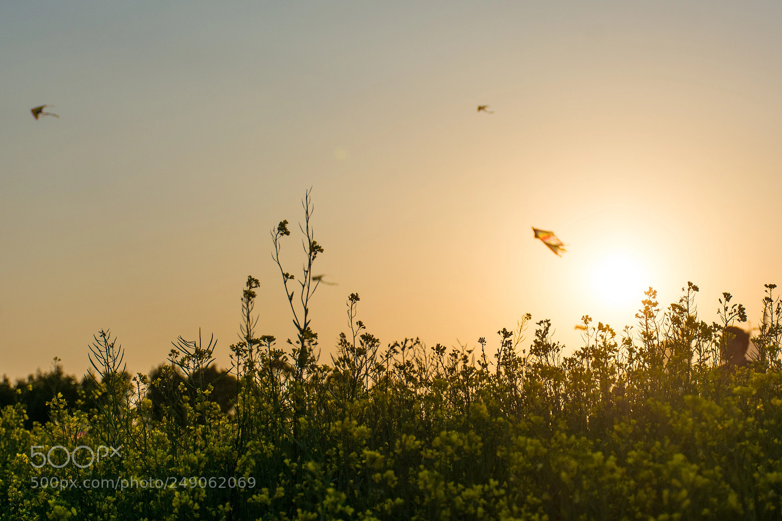 Nikon D7100 sample photo. 夕阳 photography