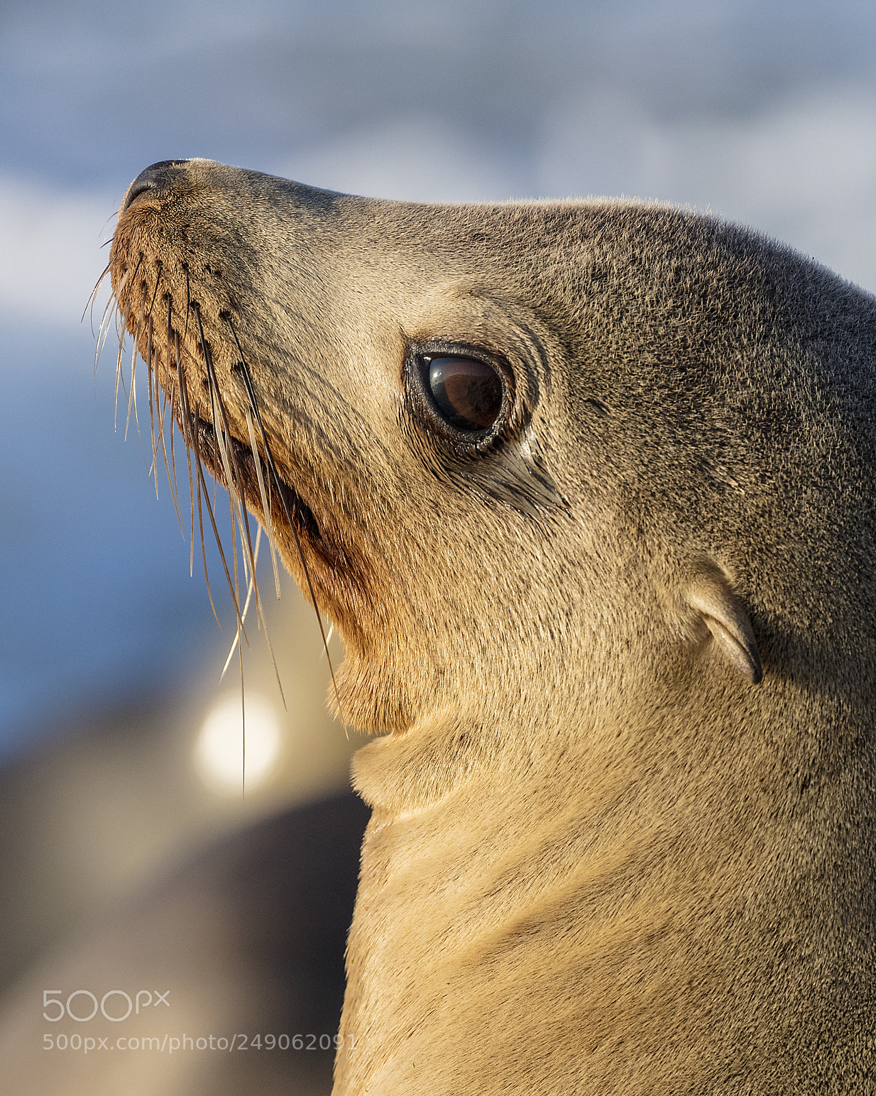 Canon EOS 5DS sample photo. California sea lion photography