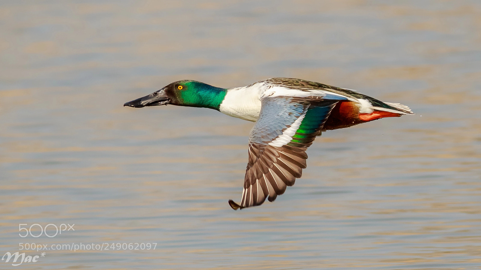 Canon EOS 7D Mark II sample photo. Northern shoveler-slobeend photography