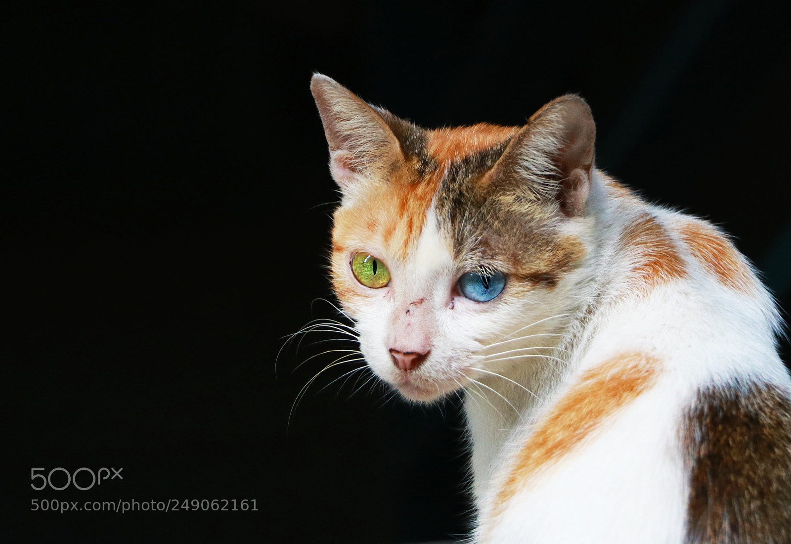 Canon EOS 80D sample photo. Untitled photography
