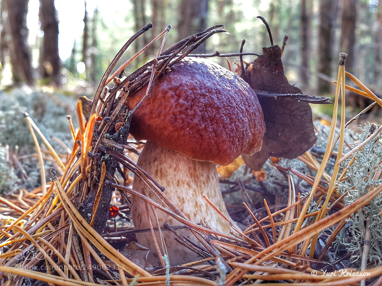 Samsung Galaxy Alpha sample photo. The mushroom got out photography