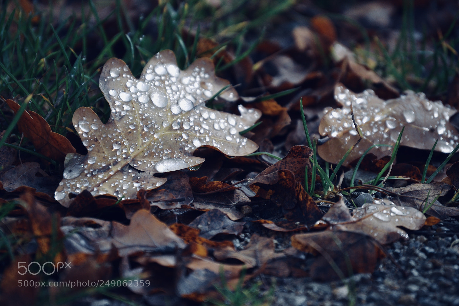 Nikon D3100 sample photo. Leafes with water pearls photography