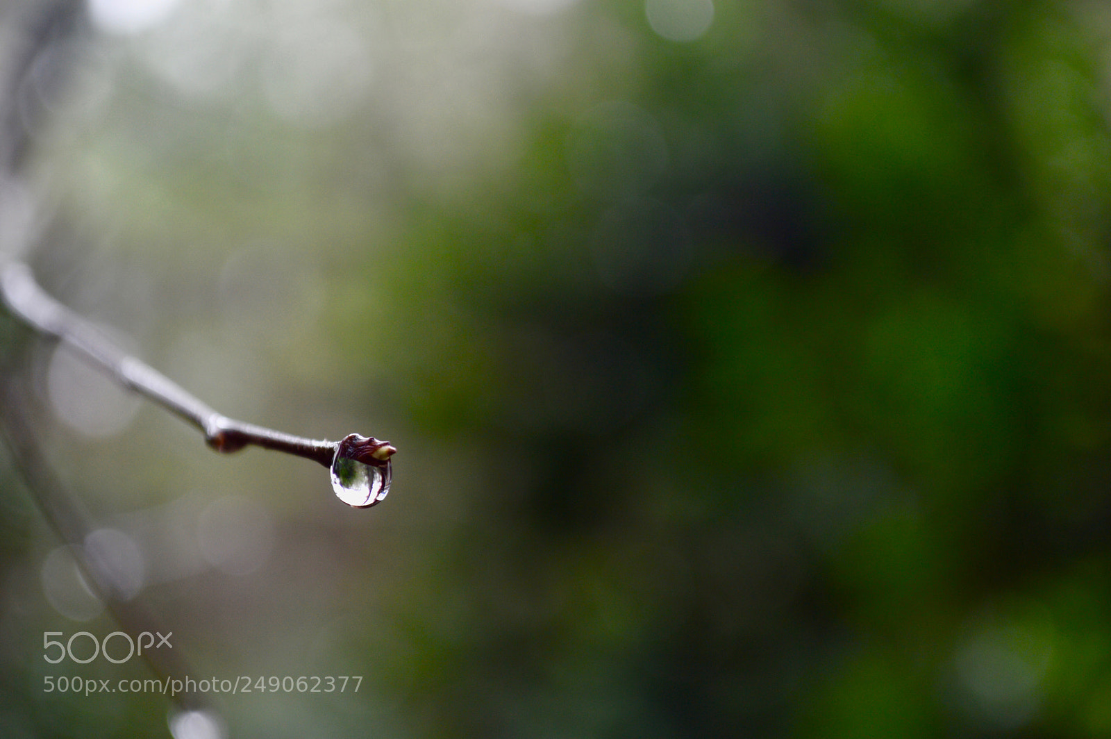 Nikon D3200 sample photo. Plant iv photography