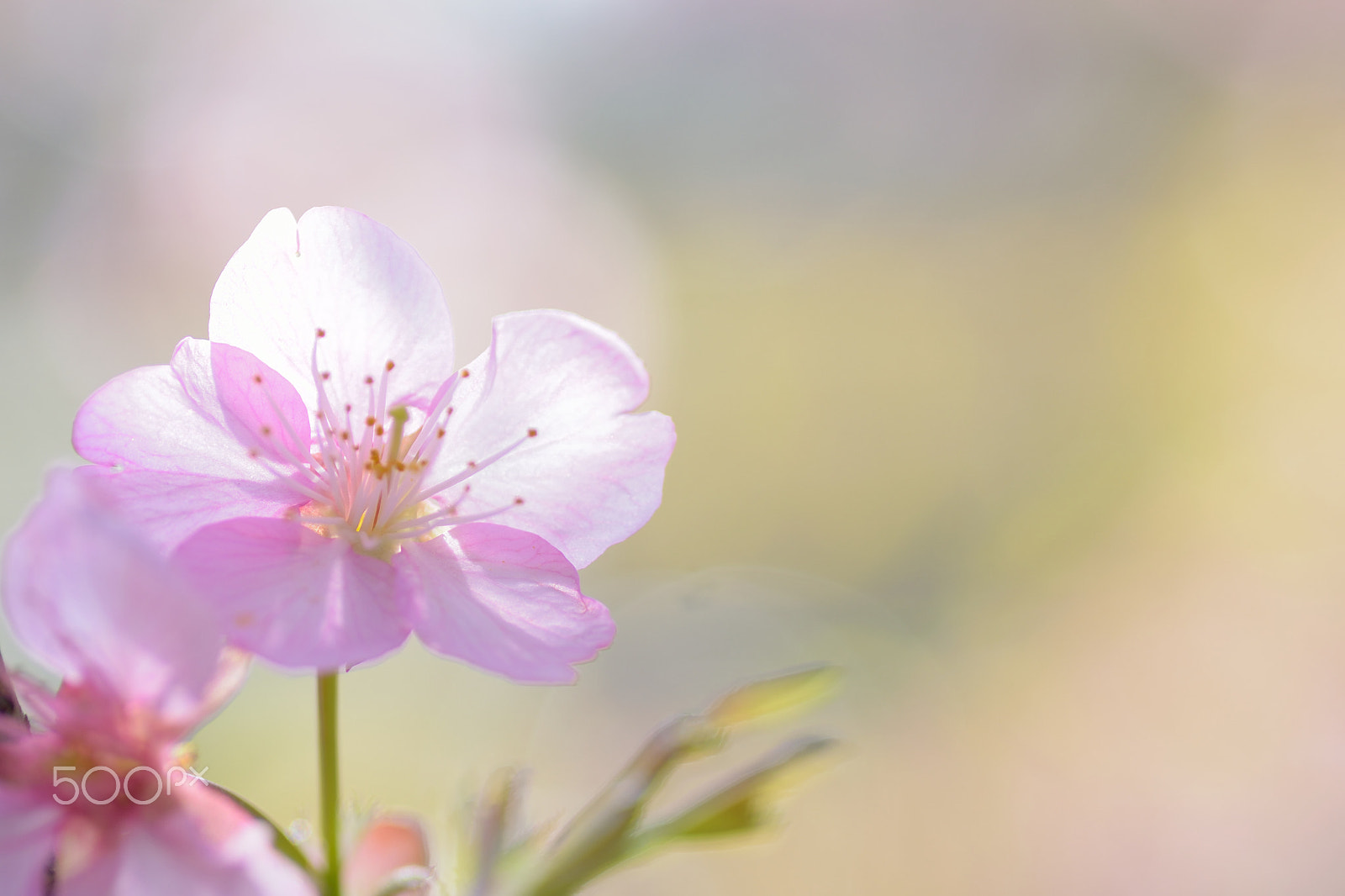 Nikon D5300 sample photo. Macro details of pink cherry blossoms in sunshine photography