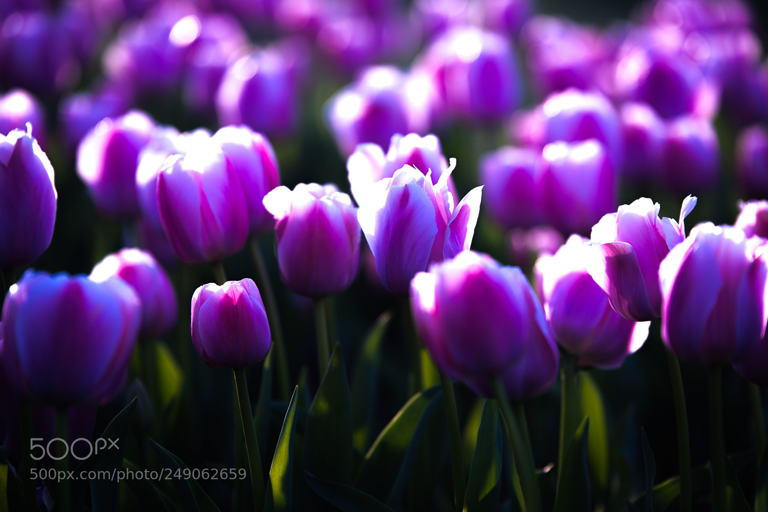 Nikon D810 sample photo. Tulipani photography
