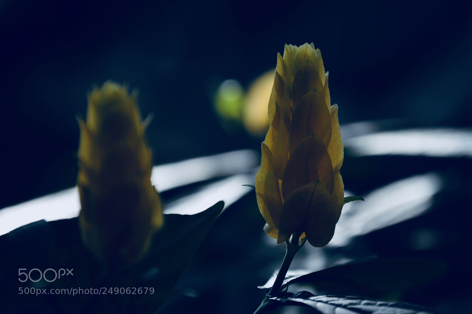 Nikon D3100 sample photo. Yellow flower photography