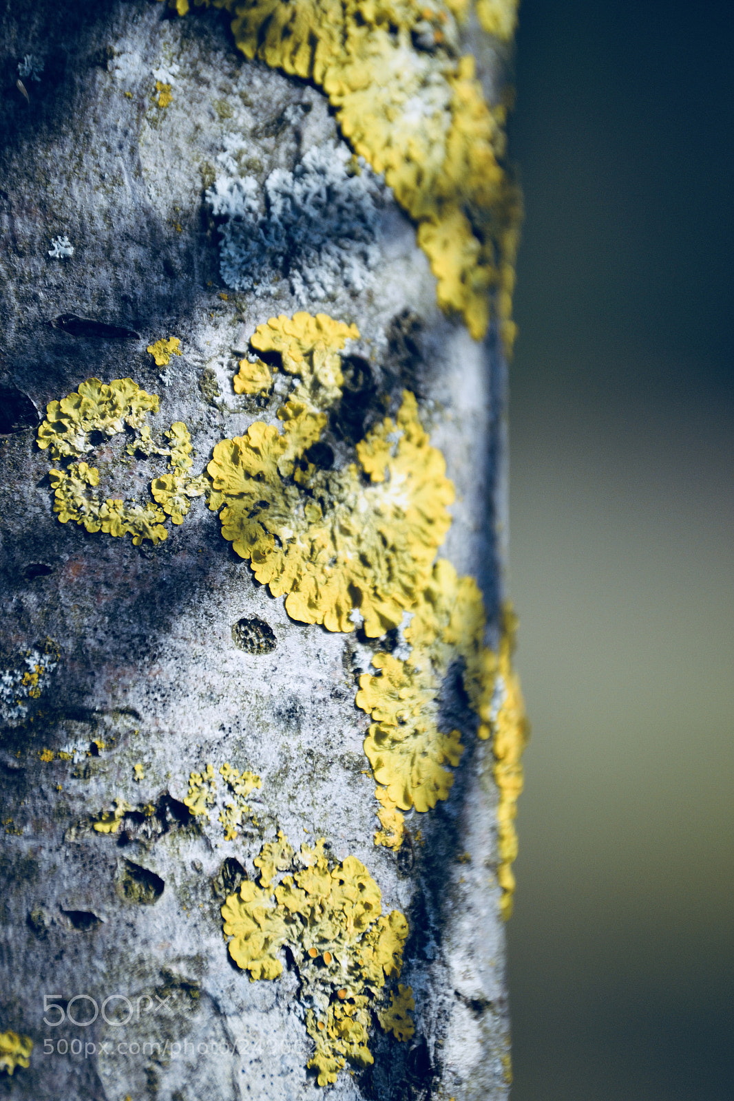 Nikon D3100 sample photo. Tree with mold photography