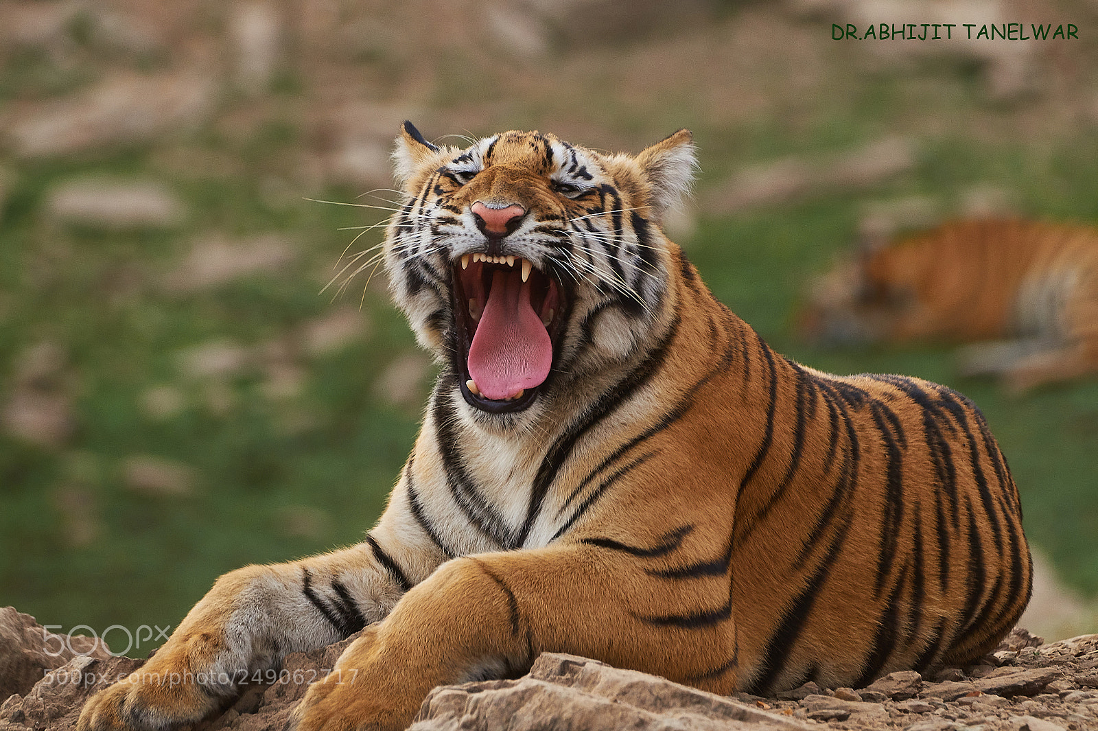 Sony SLT-A58 sample photo. Don's yawn photography