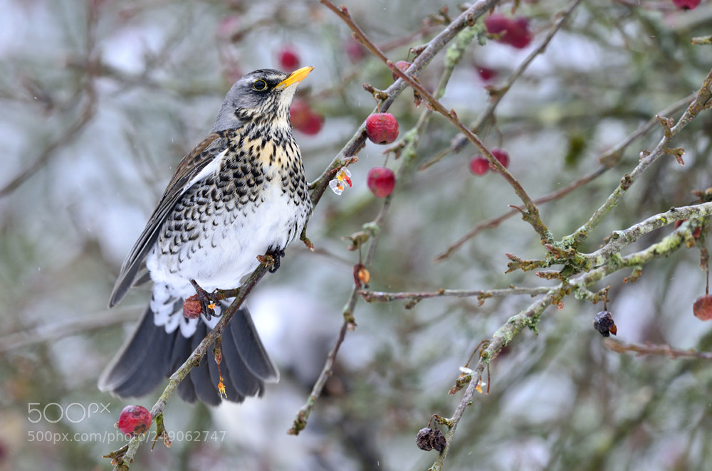 Nikon D800 sample photo. Fieldfare photography