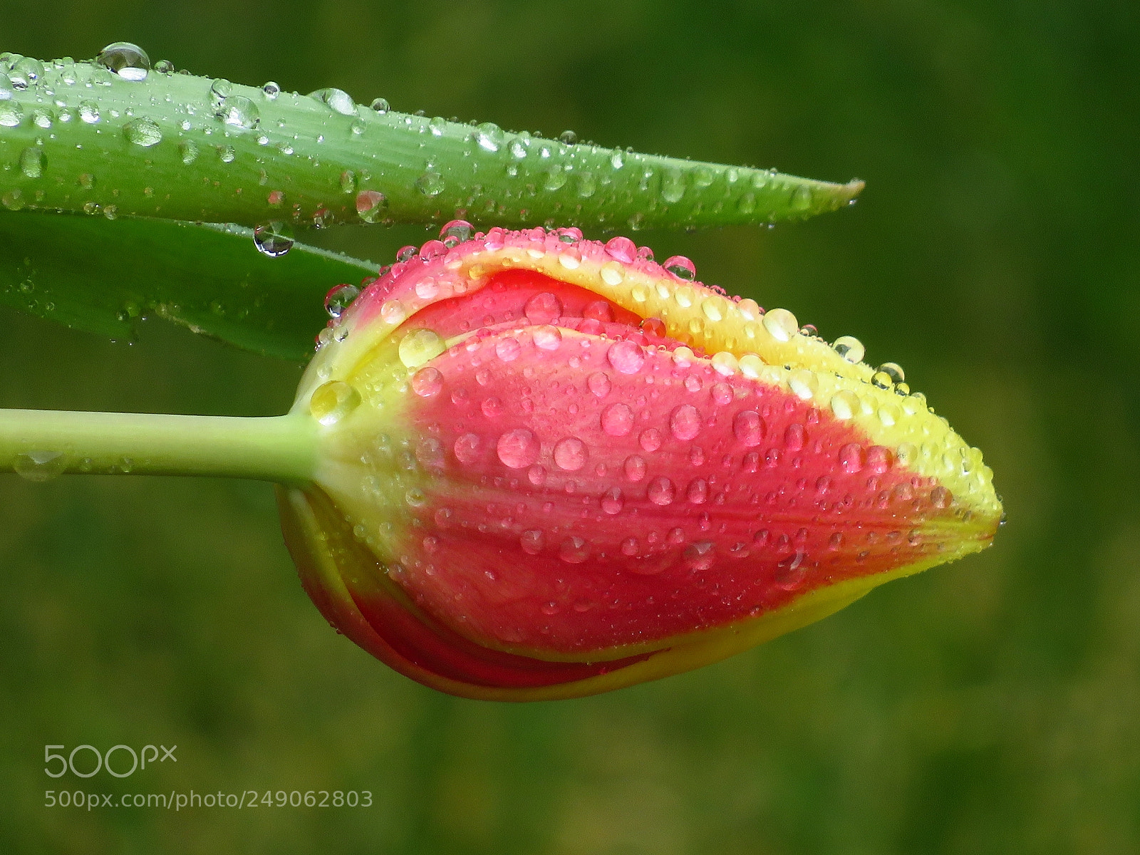 Canon PowerShot SX540 HS sample photo. Tulpen photography