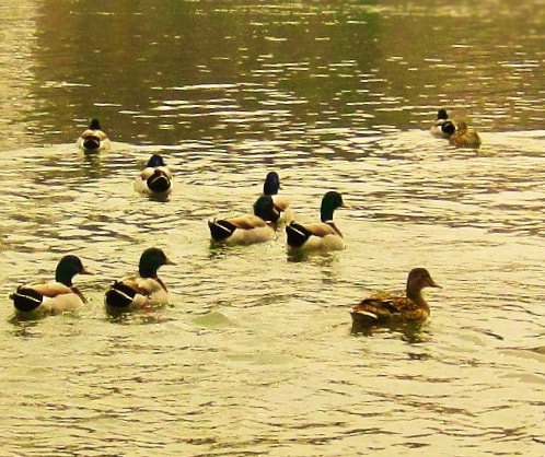 Canon PowerShot SD780 IS (Digital IXUS 100 IS / IXY Digital 210 IS) sample photo. Ducks in the river photography