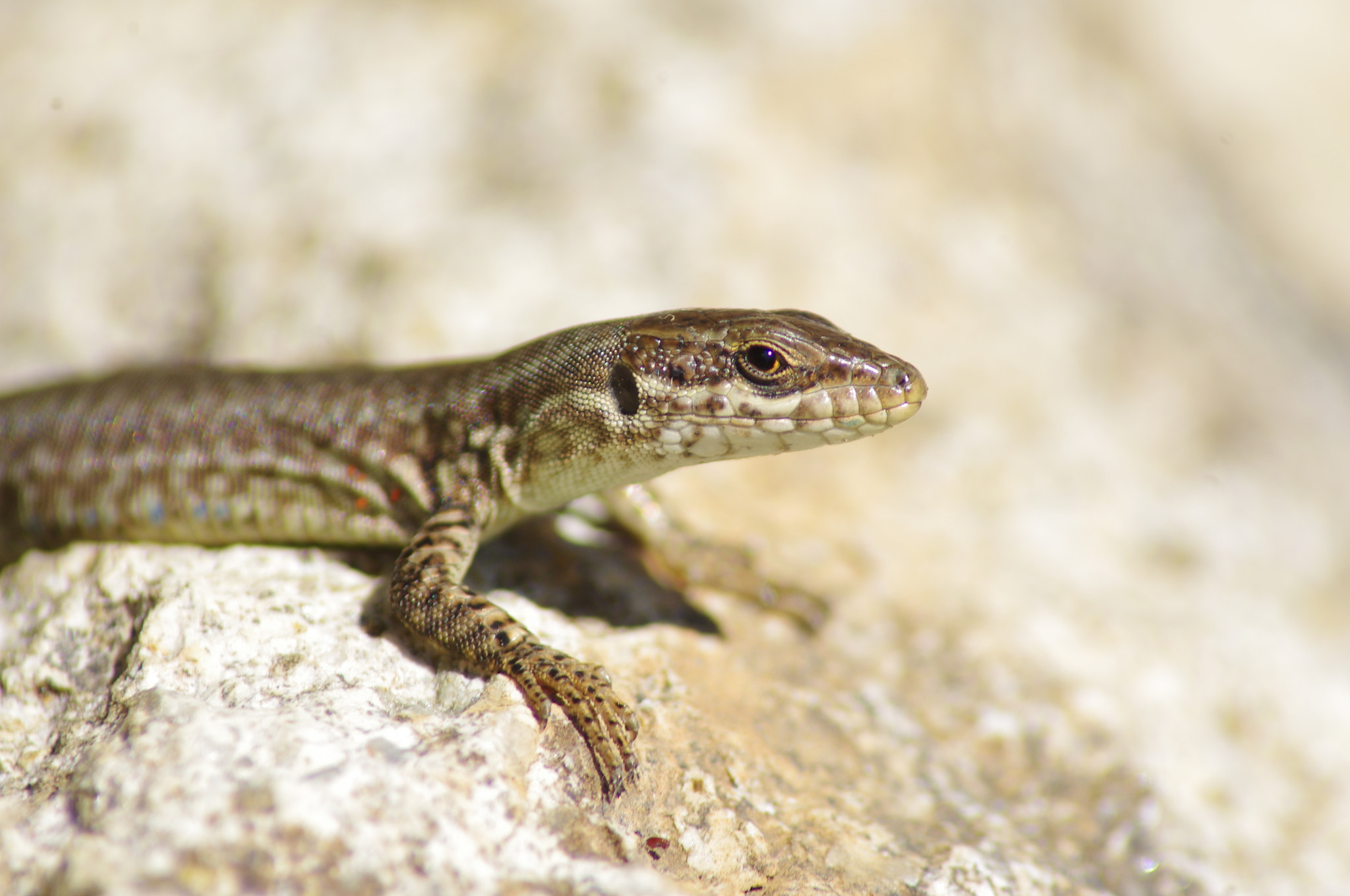 Tamron AF 70-300mm F4-5.6 LD Macro 1:2 sample photo. Lizard photography