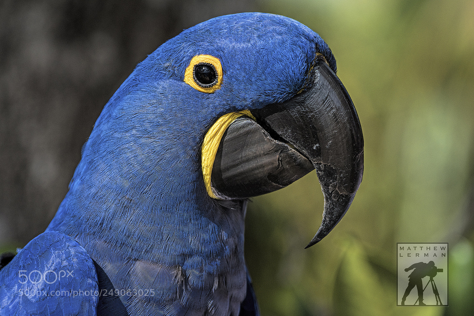 Nikon D810 sample photo. The bird 1583 photography