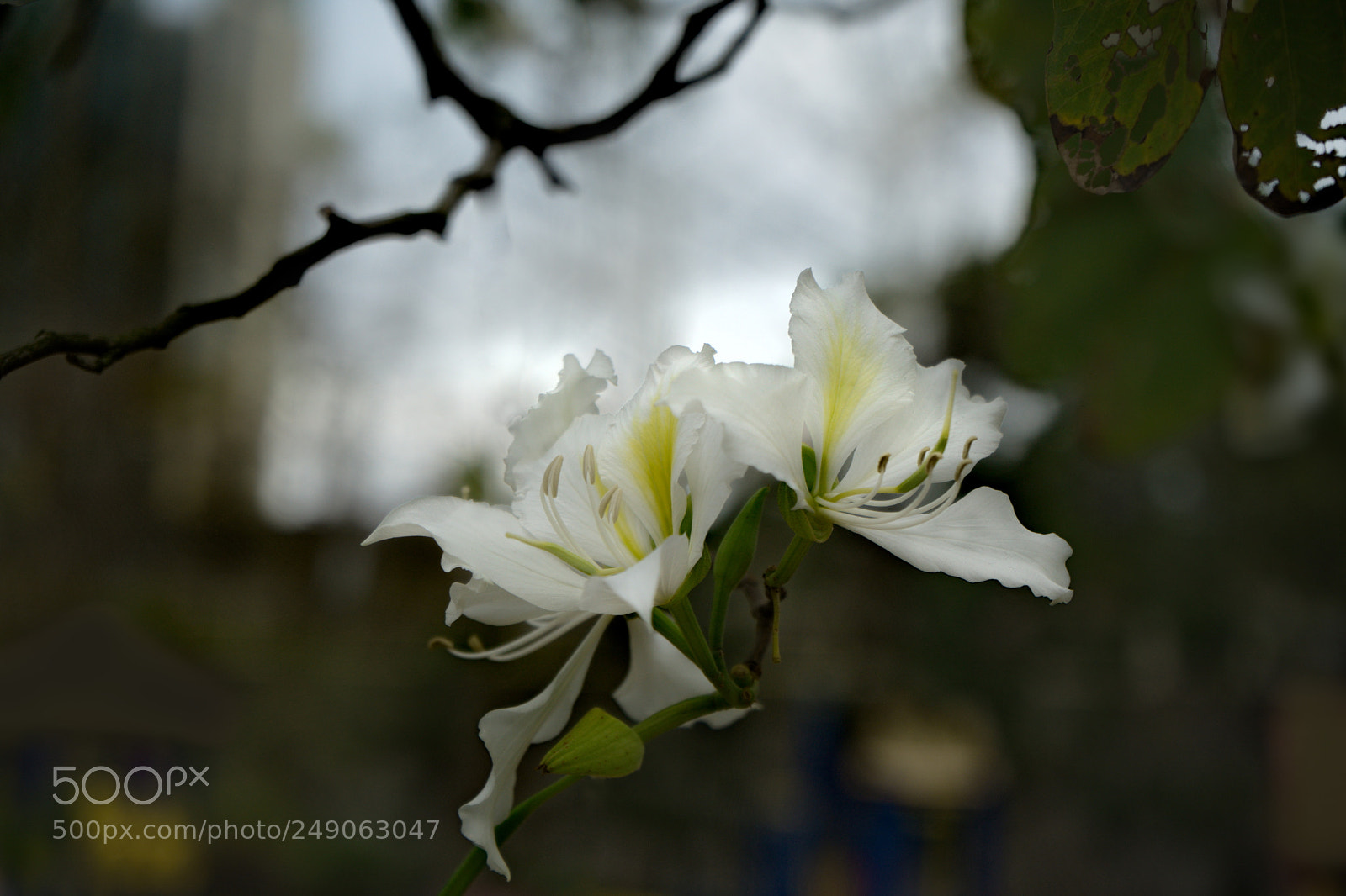 Sony a7 II sample photo. Bauhinia photography