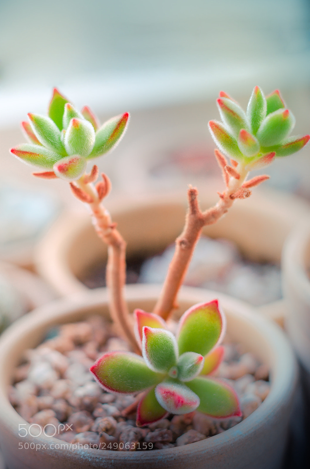 Nikon D7000 sample photo. Tiny tree photography