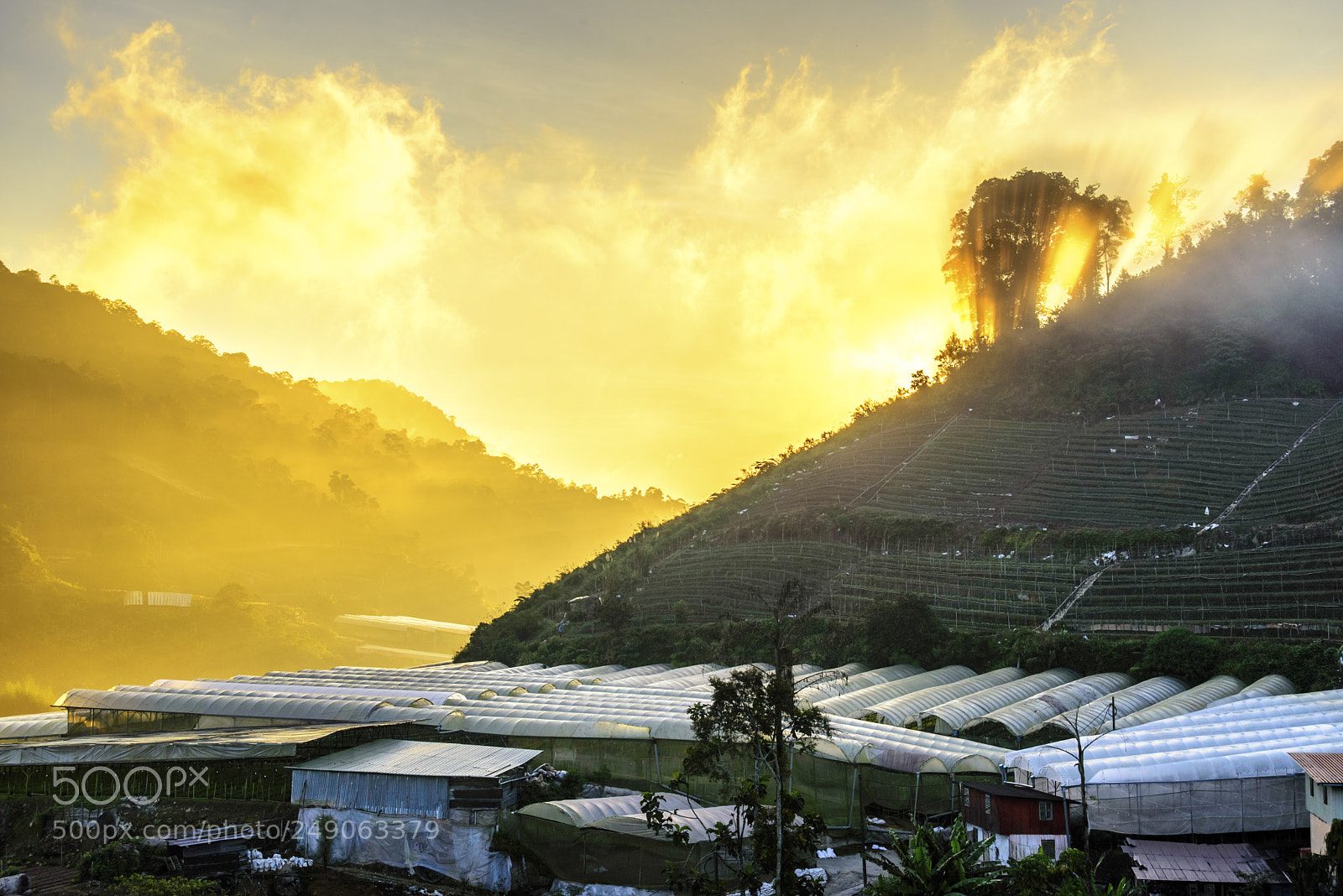 Nikon D610 sample photo. Burning sky at vegetable photography