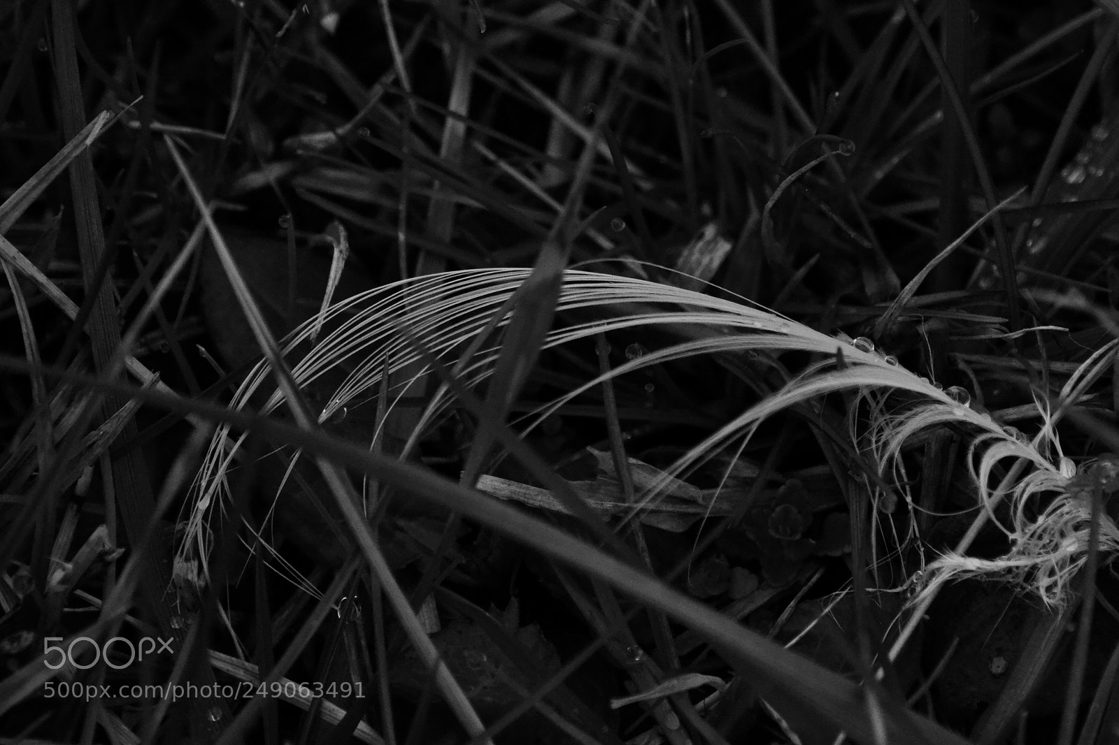 Nikon D3100 sample photo. Penna photography