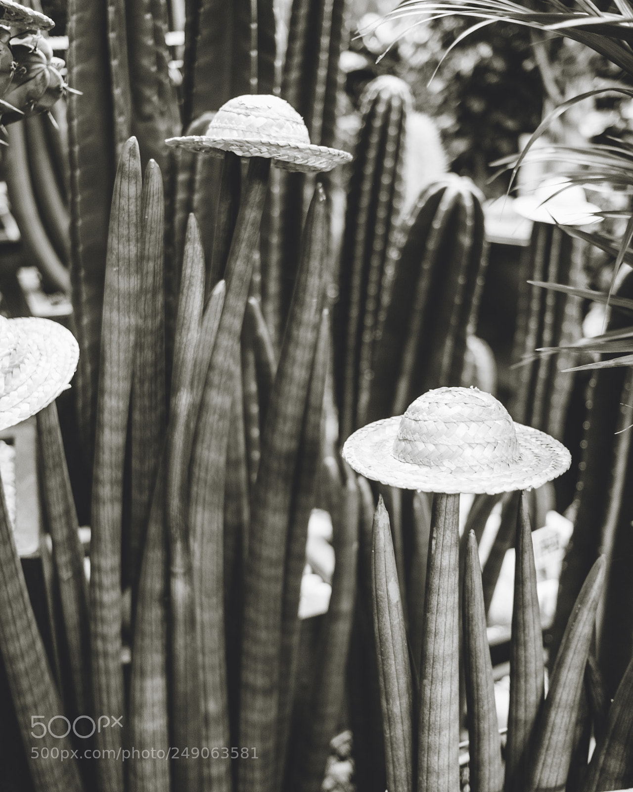 Fujifilm X-T1 sample photo. Cactus hats photography
