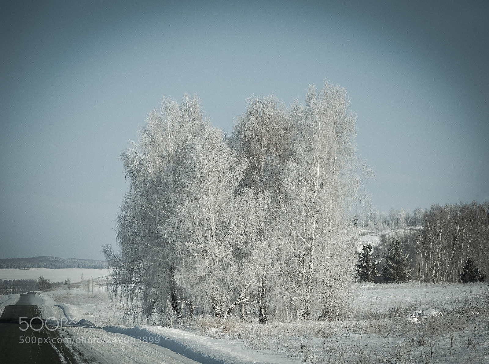 Nikon D700 sample photo. Snow-covered birches in a photography