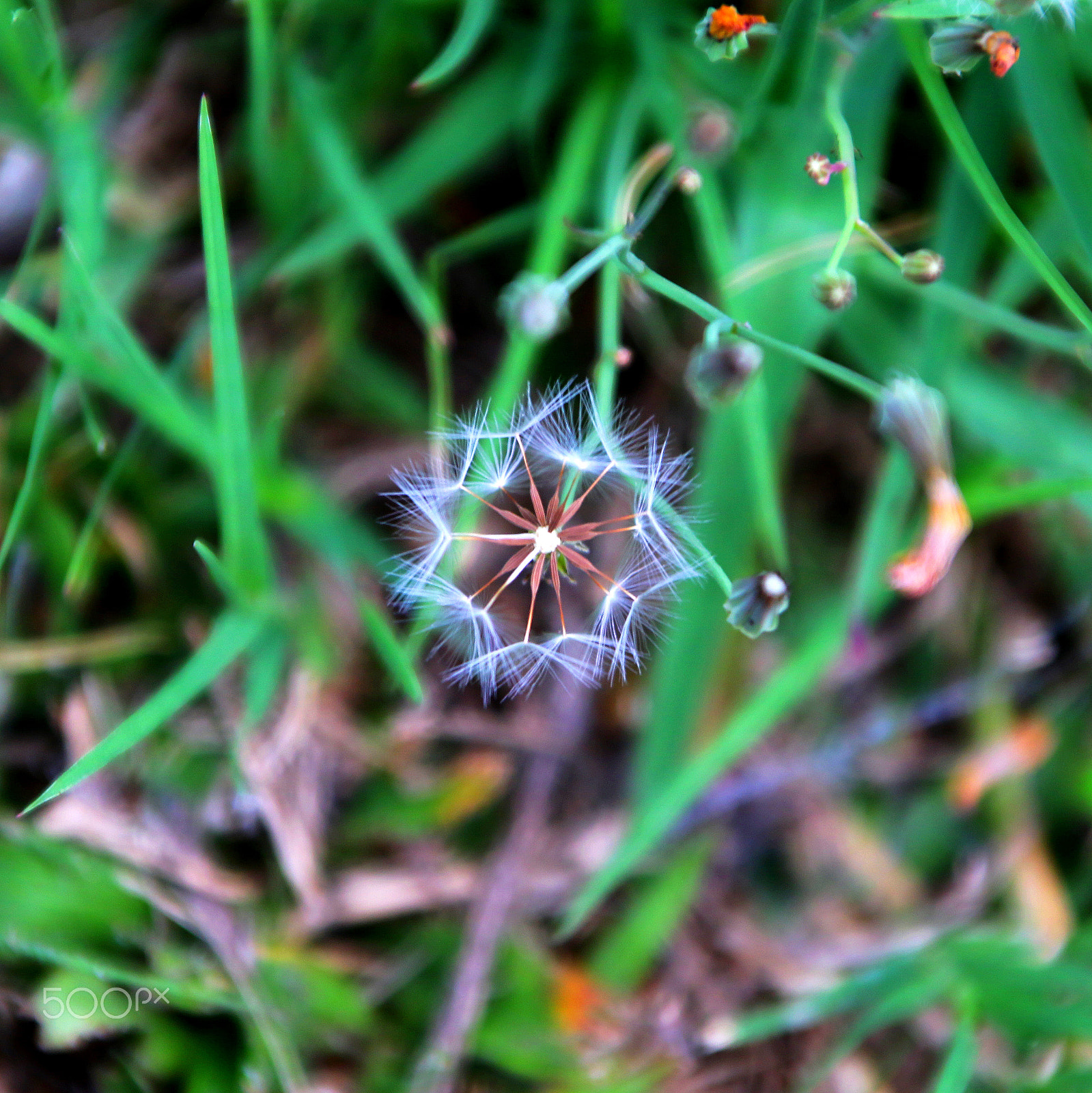 Canon TS-E 90mm F2.8 Tilt-Shift sample photo. 等待飛翔 photography
