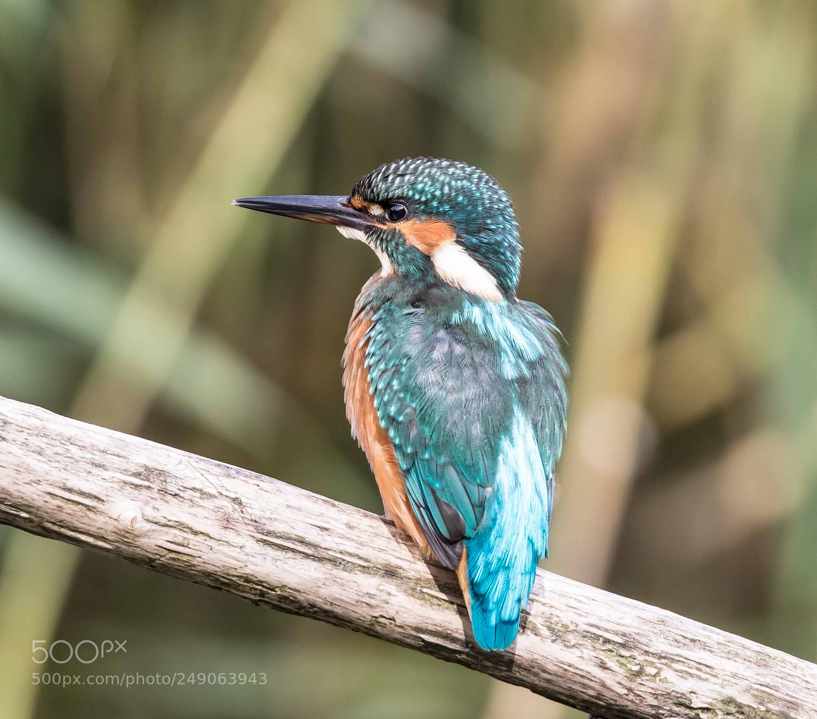 Canon EOS 7D Mark II sample photo. Kingfisher photography