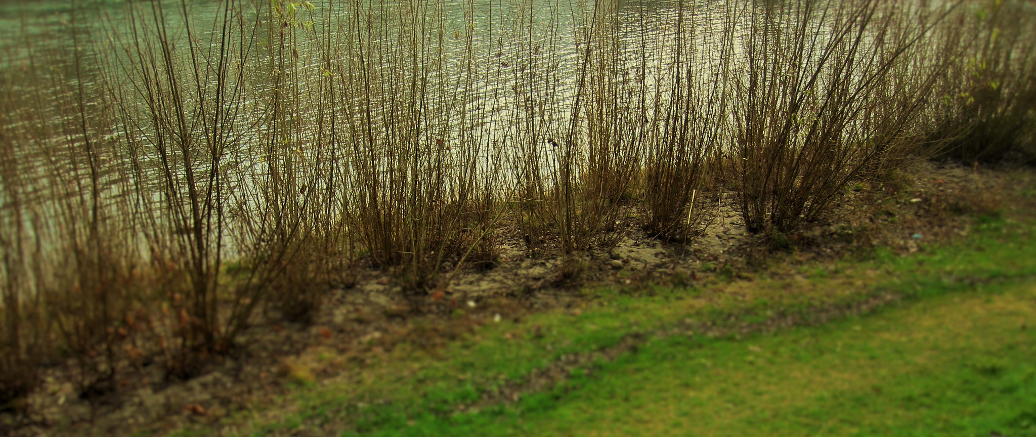 Canon PowerShot SD780 IS (Digital IXUS 100 IS / IXY Digital 210 IS) sample photo. Brenta’s shoreline photography