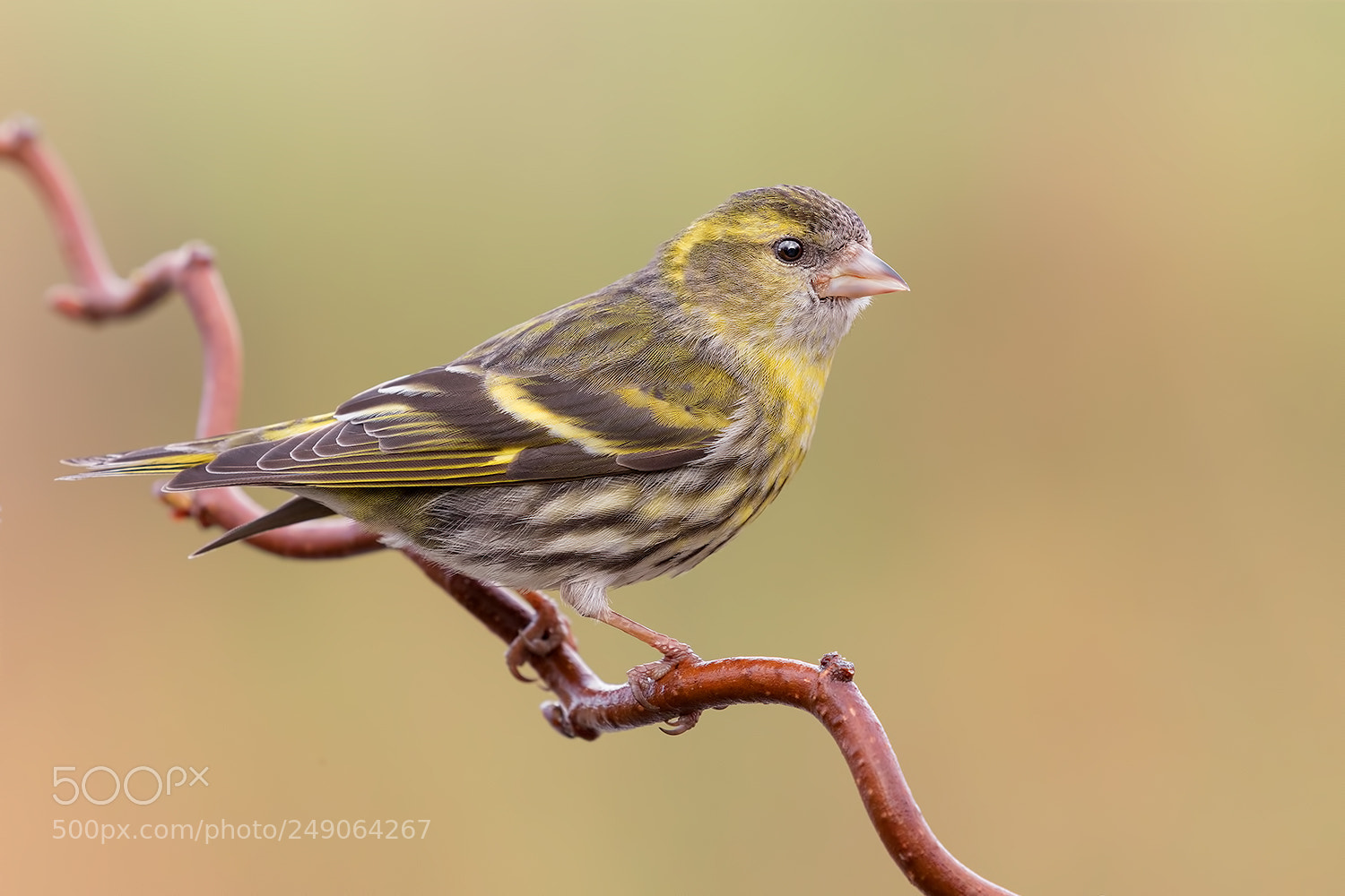 Canon EOS 5D Mark IV sample photo. Siskin - lucherino photography