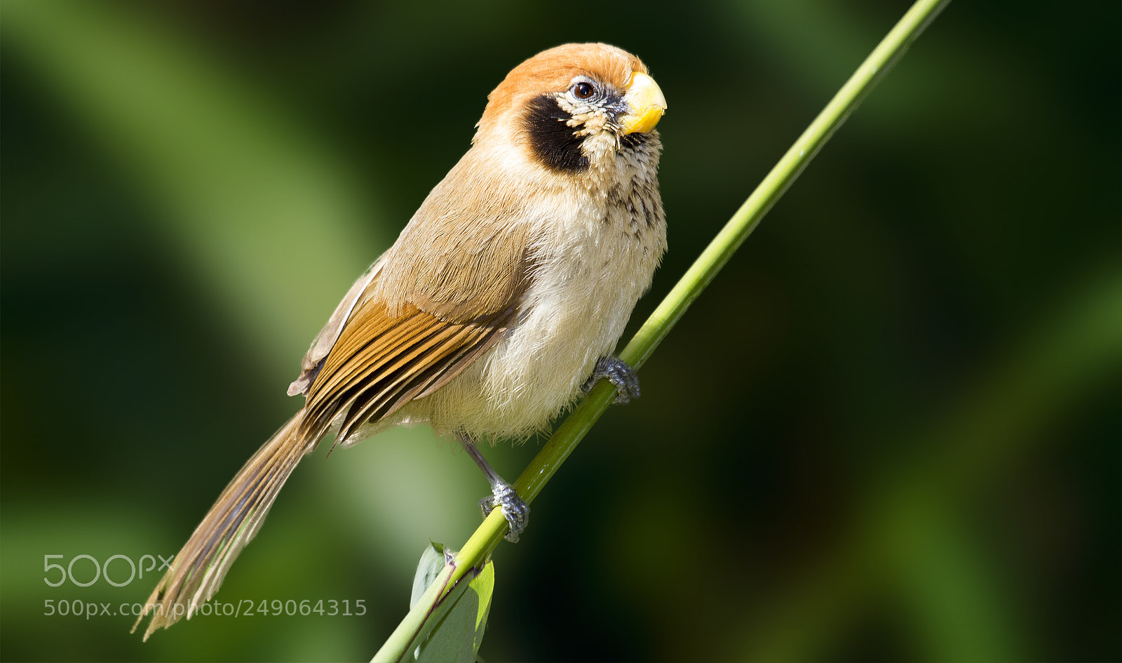 Canon EOS 7D sample photo. Spot-breasted parrotbill photography