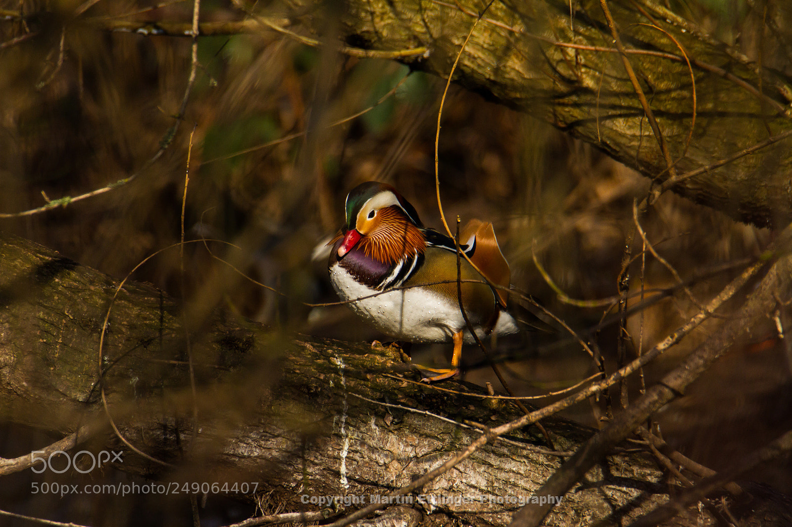 Canon EOS 7D sample photo. Mandarin duck aix galericulata photography