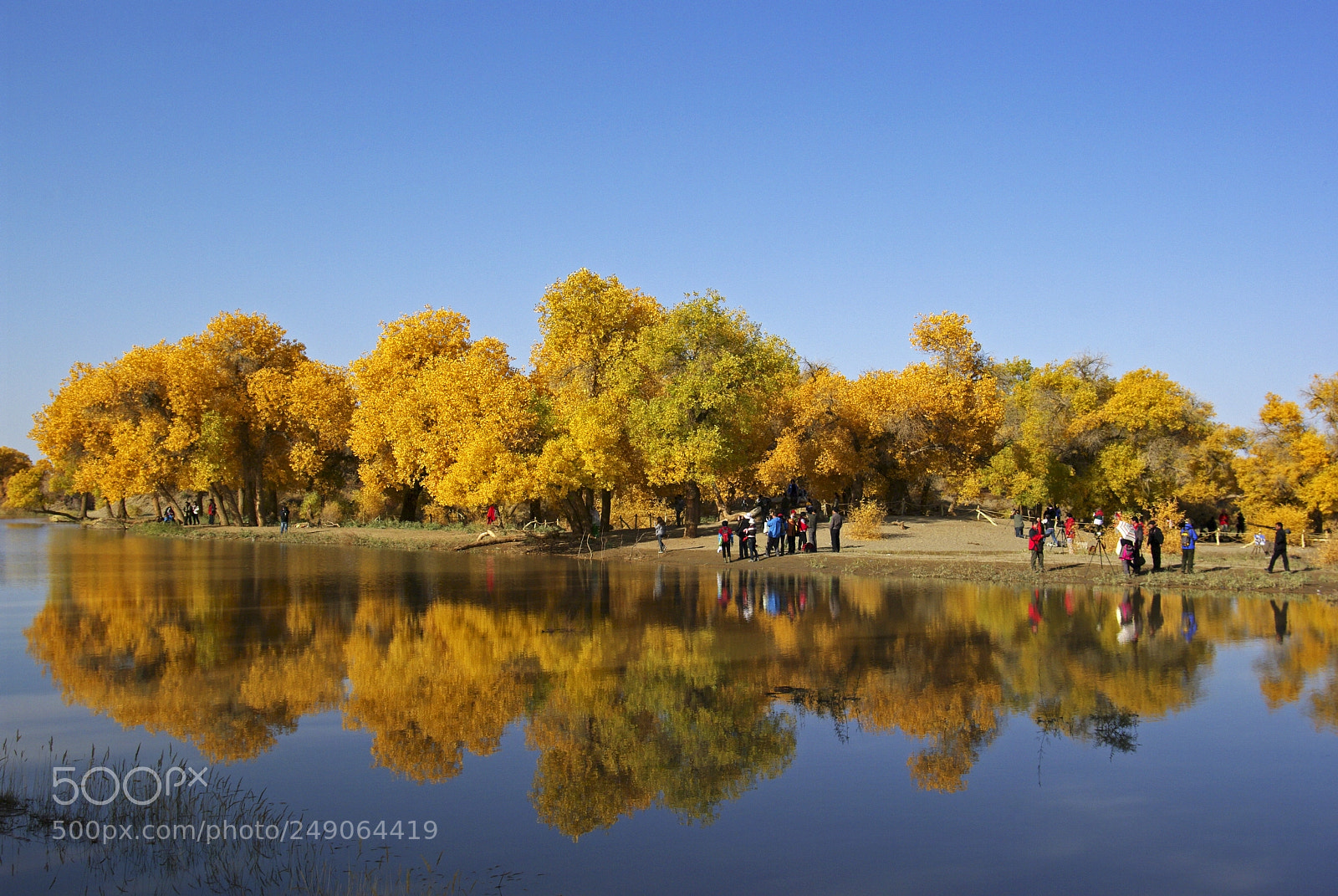 Pentax K20D sample photo. Populus euphratica photography