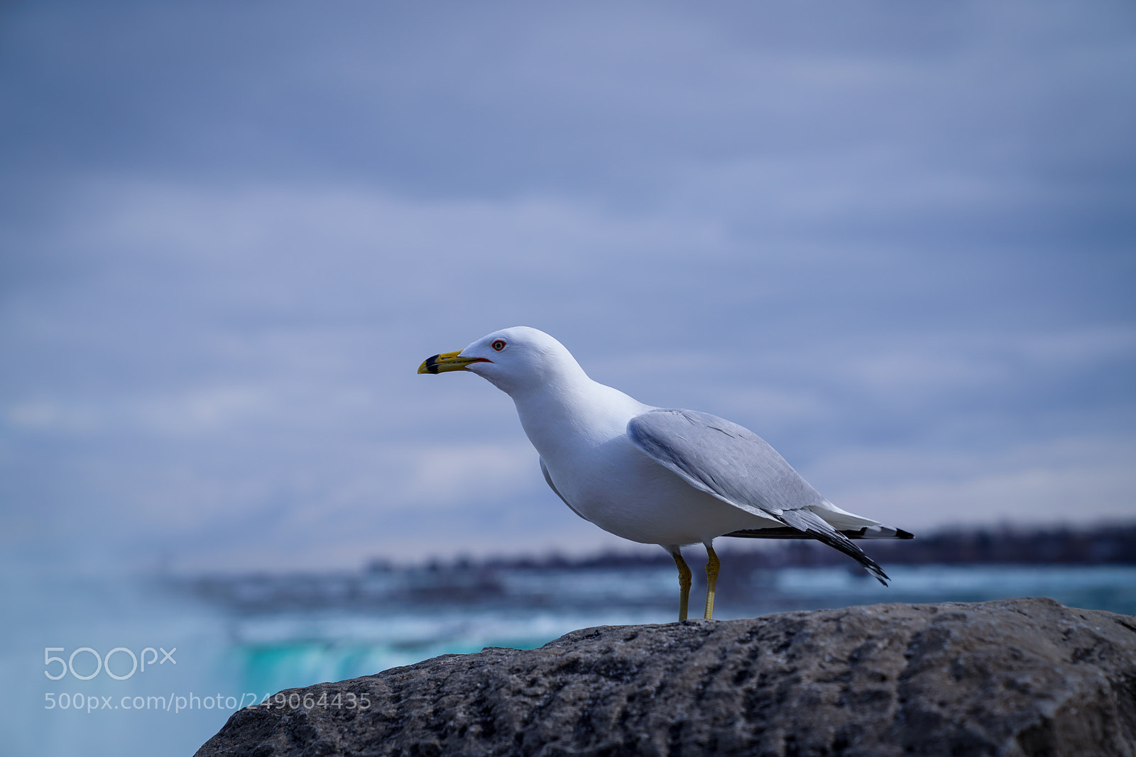 Sony a7R III sample photo. Common gull photography