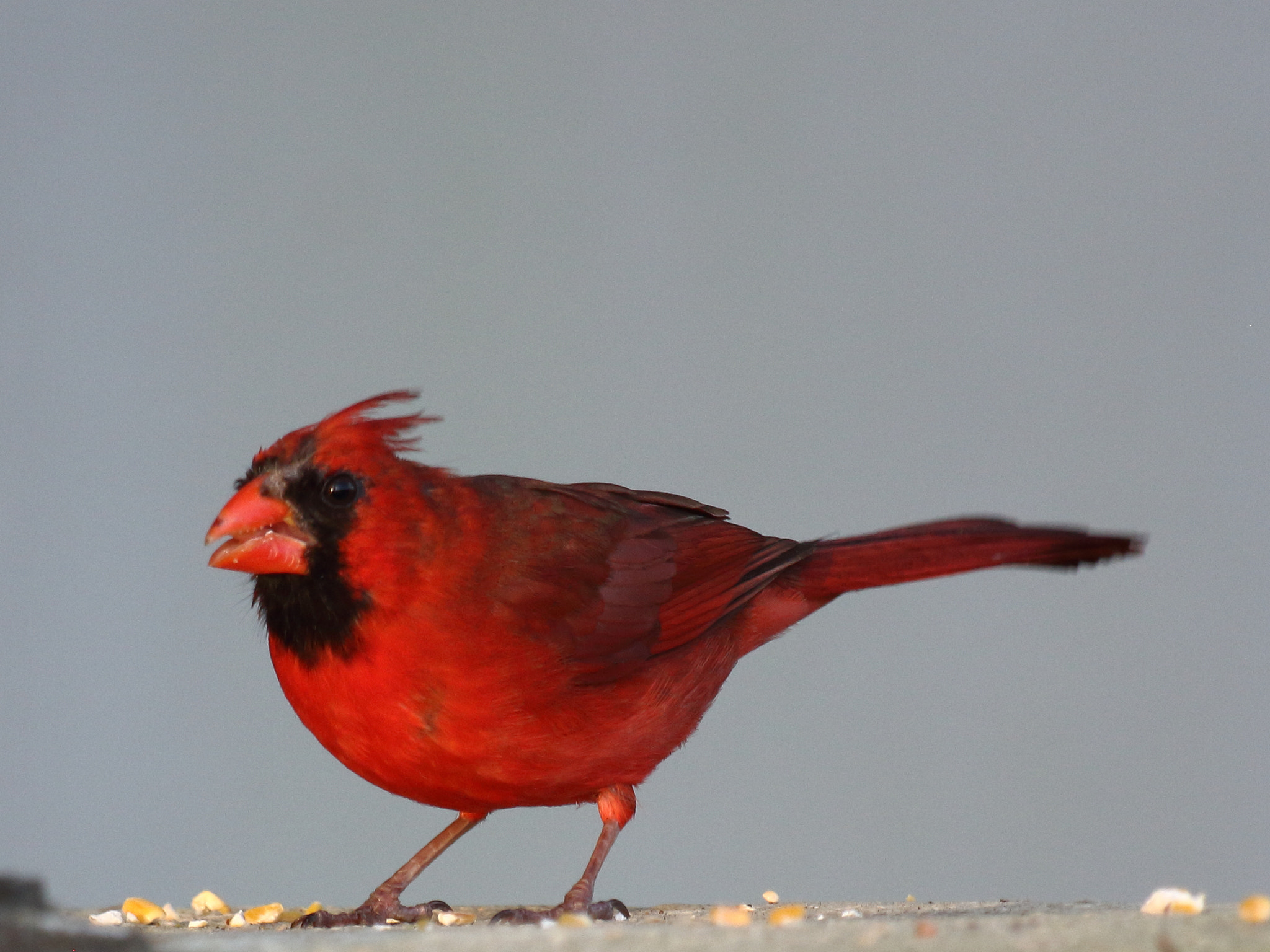 Canon EF 70-300 F4-5.6 IS II USM sample photo. Cardinal photography